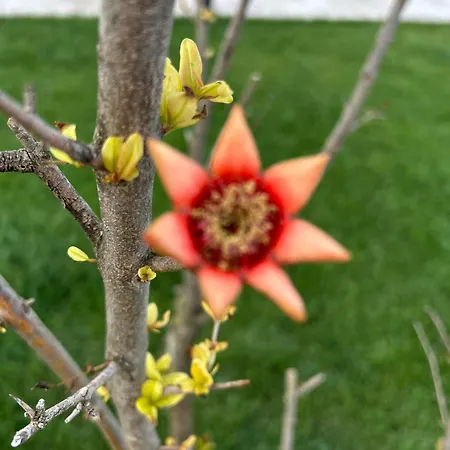 Pensiunea Livada 招待所 3*